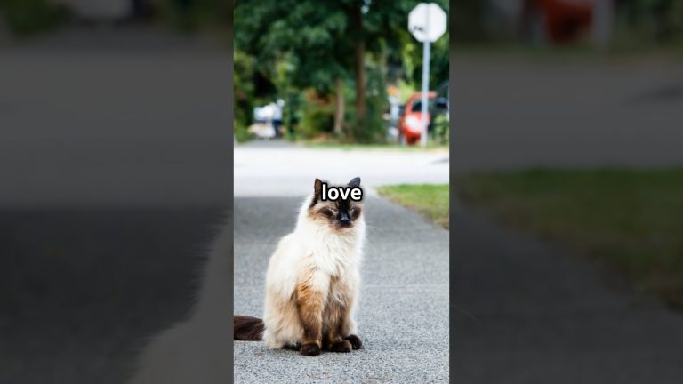 Balinese Cat | The Elegant Talker | Facts and Care Tips #cat #cats #catlover #pets #cat #cat #pet