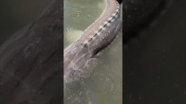 Double #fraserriver #sturgeon release 😍#sturgeoncharter #bookwithus #fishing