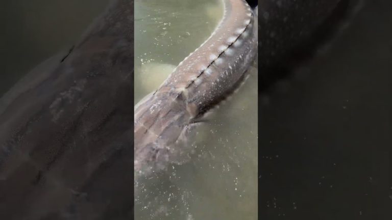 Double #fraserriver #sturgeon release 😍#sturgeoncharter #bookwithus #fishing