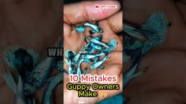 Guppy Fish Care – 10 Mistakes Guppy Owners Make #aquarium #guppyfishtank #guppylover