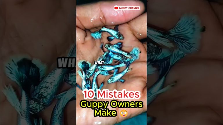 Guppy Fish Care – 10 Mistakes Guppy Owners Make #aquarium #guppyfishtank #guppylover