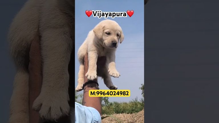 LABRODAR PUPPIES AVAILABLE🐶❤️||☎️9964024982||#bijapur #vijayapura #pets #puppies #dog #shorts #reel