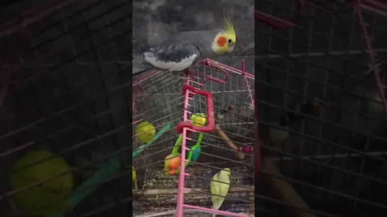Meetho play with his friends 🥰 #birds #meetho #cockatiel #parrot #cute #fun #pets #Our meetho 🥰