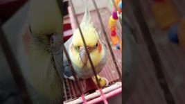 Naughty meetho #birds #meetho #cockatiel #parrot #cute #pets #sweet # our meetho 🥰🥰🥰🥰