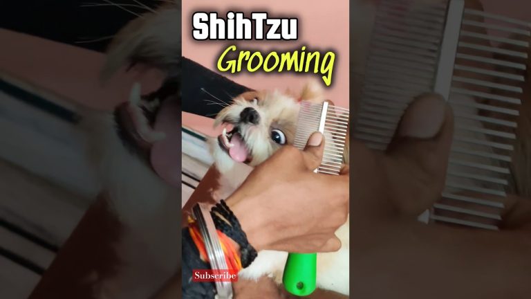 Shih Tzu grooming ♥️🧿 #pets #doglover #shihtz #funny #dogbreeds #cuteanimal