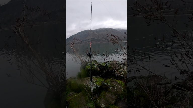 Sturgeon opening day. #fishing #outdoors #fish #Sturgeon #columbiariver #shorts