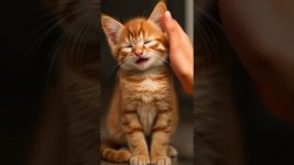 The Science Behind Orange Cat Behavior #shorts #fyp #cat