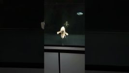 The white dragon fish that can safeguard the house.  #koi #fish #aquarium #howtocreateguppyfishstrai