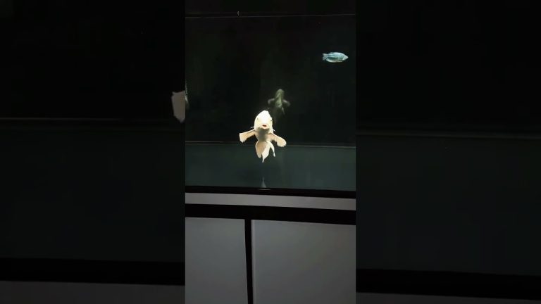 The white dragon fish that can safeguard the house.  #koi #fish #aquarium #howtocreateguppyfishstrai