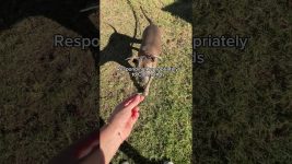 Why are dogs loyal?  #dogshorts #dogtips #dogfacts #dogloyalty #loyaldogs #loyaldog #dogsofyoutube