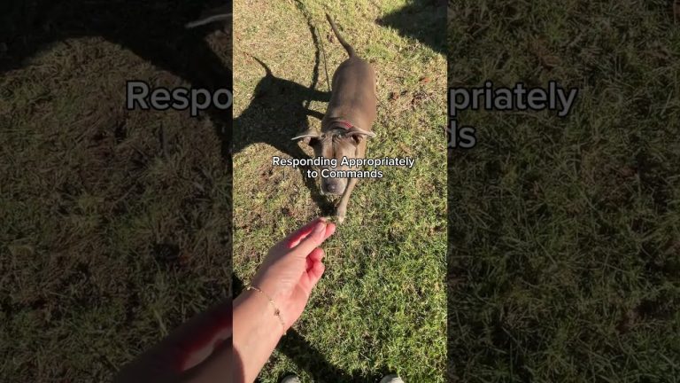 Why are dogs loyal?  #dogshorts #dogtips #dogfacts #dogloyalty #loyaldogs #loyaldog #dogsofyoutube