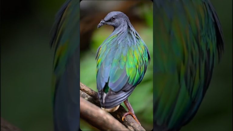 Wild life #birds #music #natural
