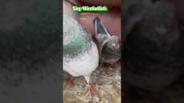 👀 shook karu ￼#pigeon #birds #birdlovers #kabutarbazi2024 #kabutarbazi #pigeon #kabutarbazzi