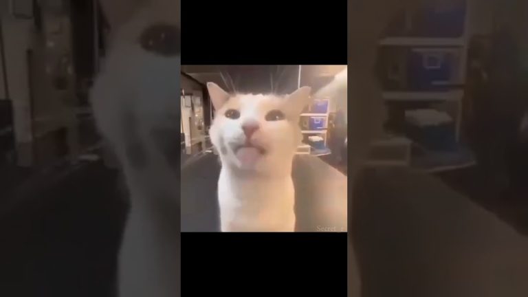 Funny cat behavior #cats #funny #animalbehavior #catbehavior #cute #memes #pets #funnyanimal