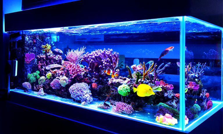 Best Fish Tank Filters in 2026: Top Picks for Crystal Clear Water