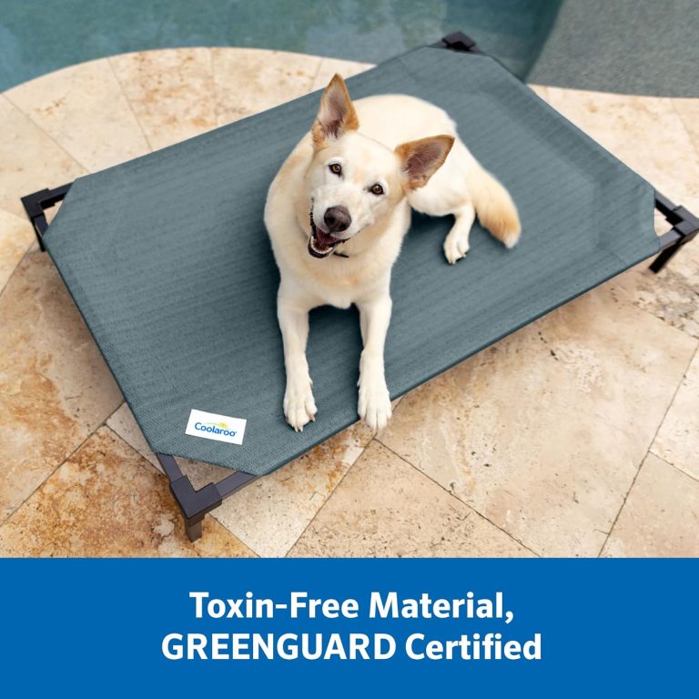 Best Elevated Dog Beds in 2026: Cooler, Cleaner, and Easier on Joints