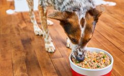 Best Dog Food for Skin Allergies in 2026: Top Picks to Stop the Itch