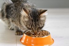 Best Dry Cat Food in 2026: Top Picks for Every Cat’s Needs
