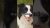 Border Collie | The World’s Smartest Dog | Facts and Care Tips #dogs #dog #pets #pet #doglover #dogs