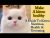 Tips:Make a kitten healthy & fluffy|How to take care of kittens nutrition,health|Persian kitten care