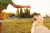 The Best Dog Training Treats: A Comprehensive Guide to Healthy, Tasty Options and Competitors