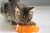 Best Dry Cat Food in 2026: Top Picks for Every Cat’s Needs
